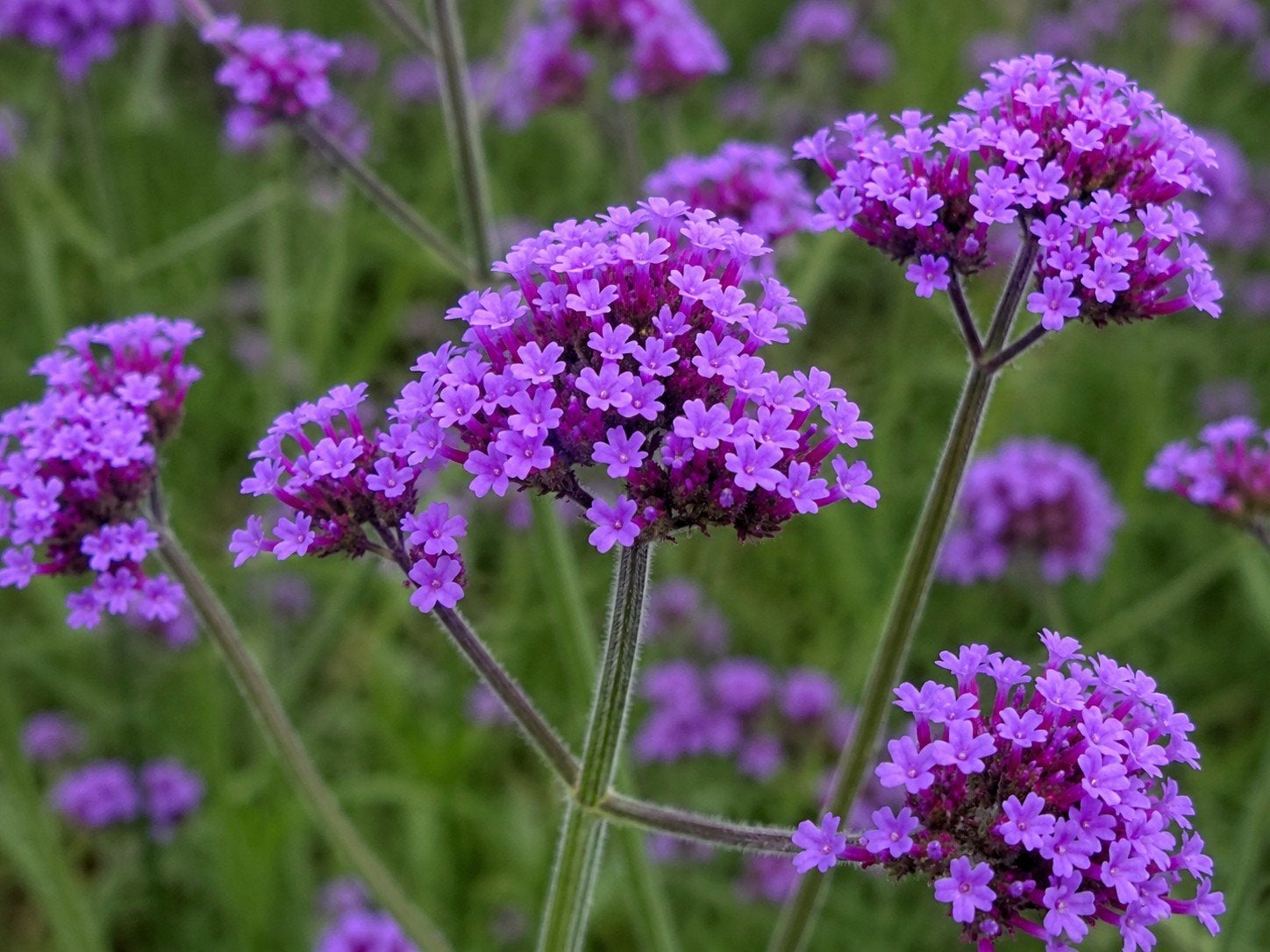 Verbena / IJzerhard plantjes in 9x9 potjes (m2403841931)  Planten |  Tuinplanten  Marktplaats