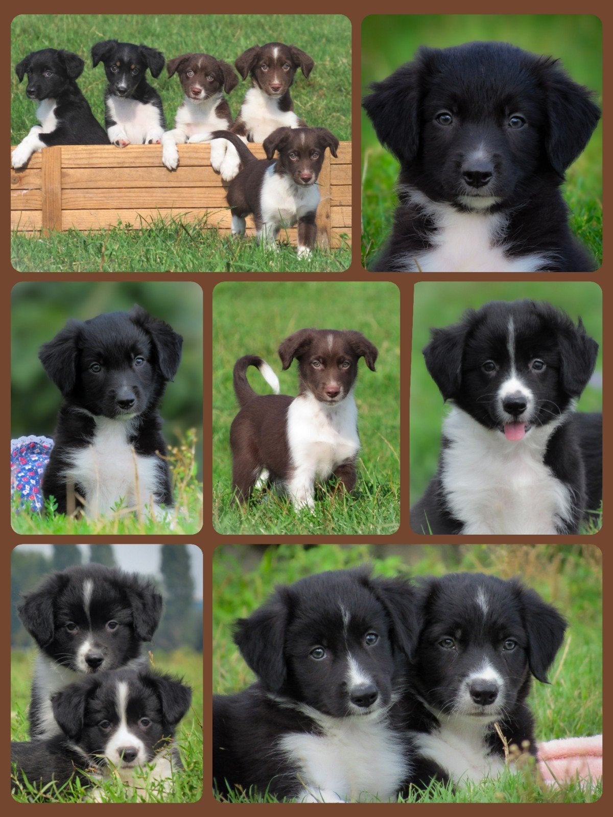 leuke kruising friese stabij x border collie pups te koop, Overige rassen, 8 tot 15 weken, CDV (hondenziekte), Meerdere