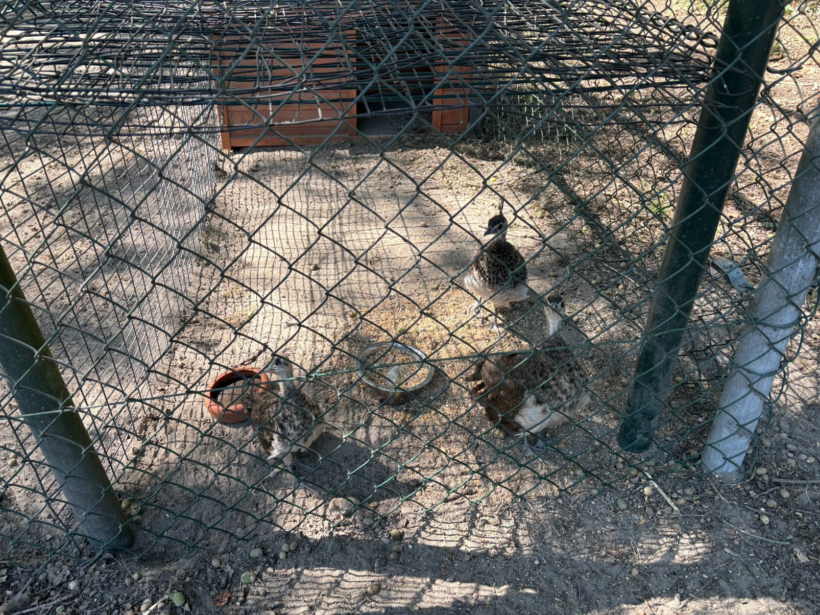 Jonge blauwe pauwen, Dieren en Toebehoren, Meerdere dieren, Overige soorten