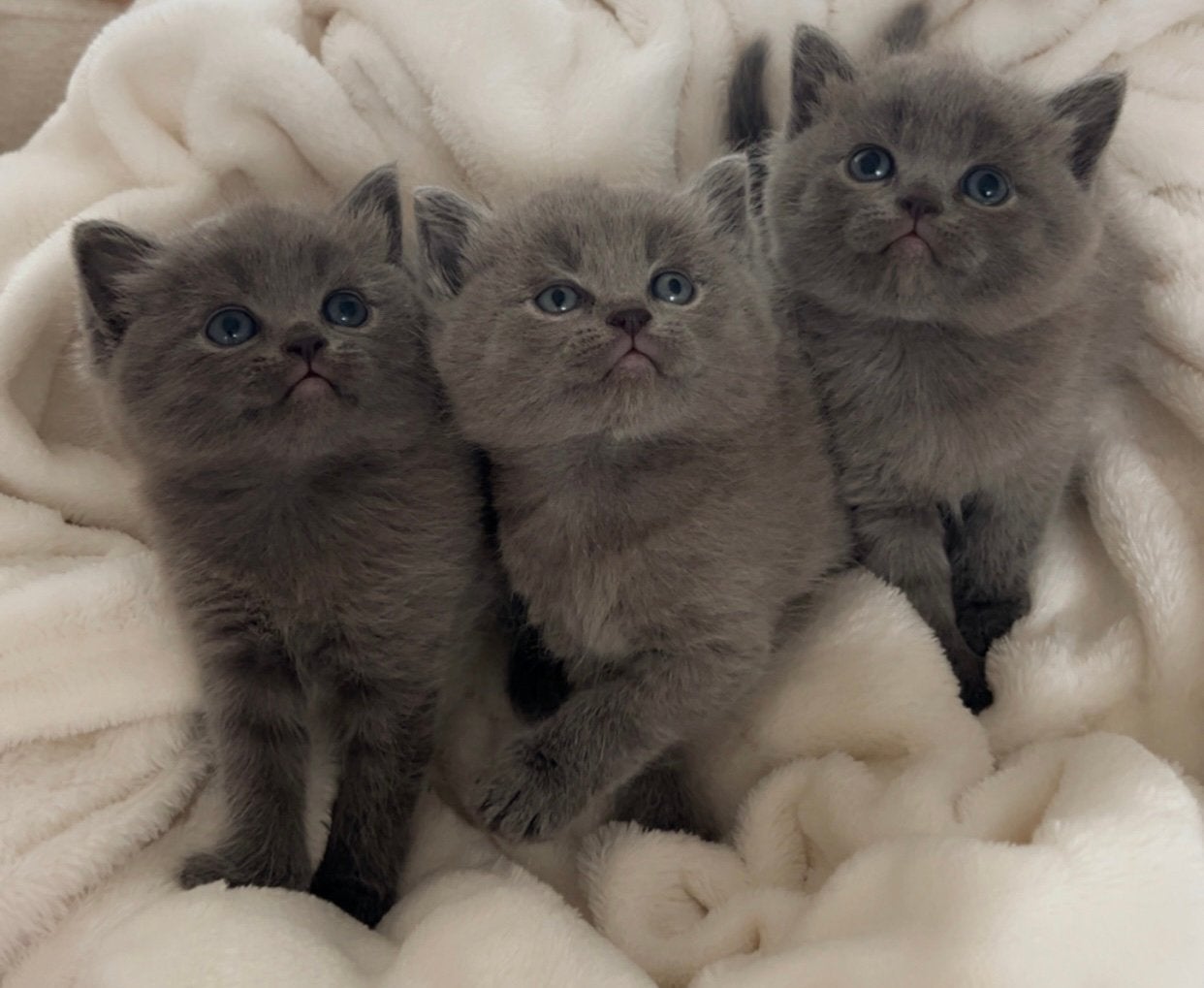 Britse korthaar kittens, Meerdere dieren