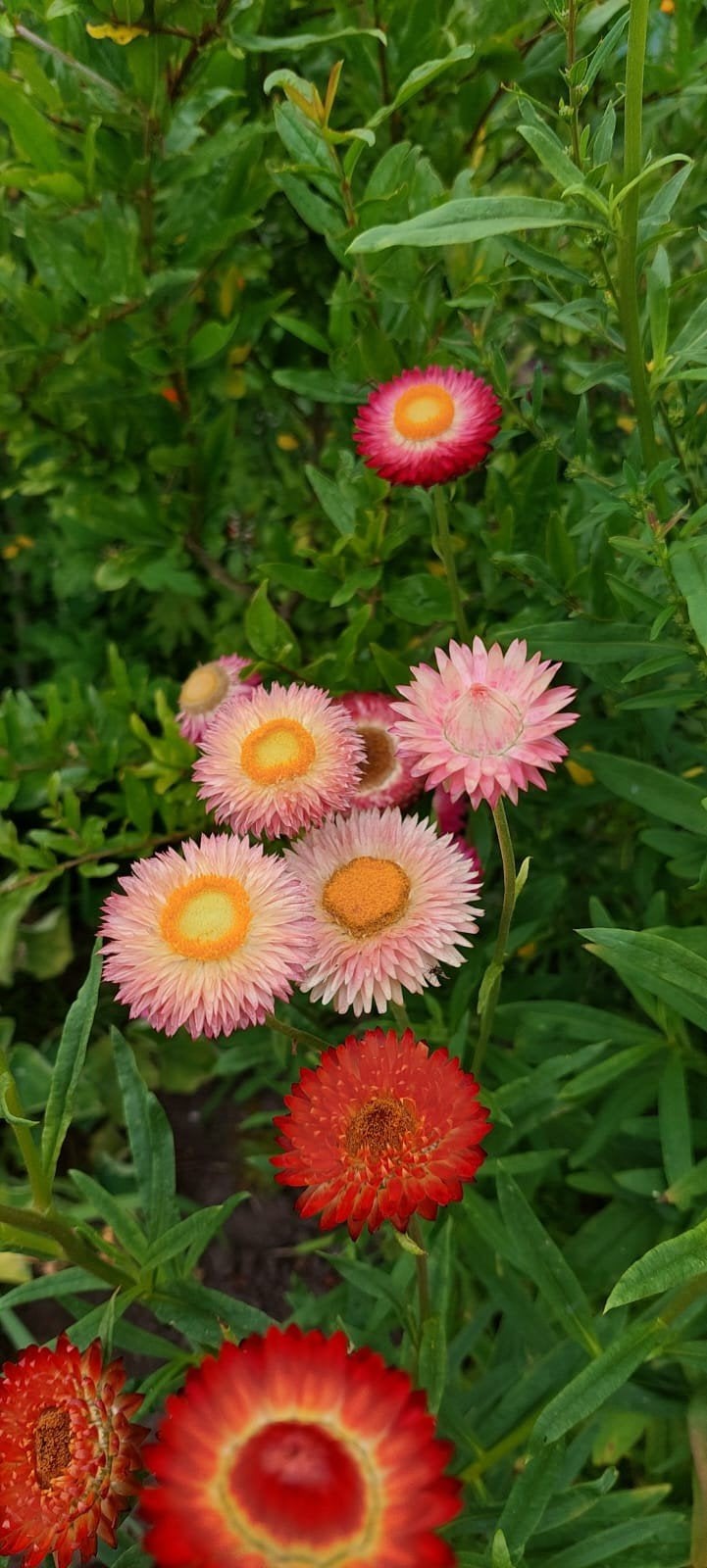 Xerochrysum bracteatum - Strobloem zaden mix, Ophalen of Verzenden, Voorjaar, Volle zon, Zaad