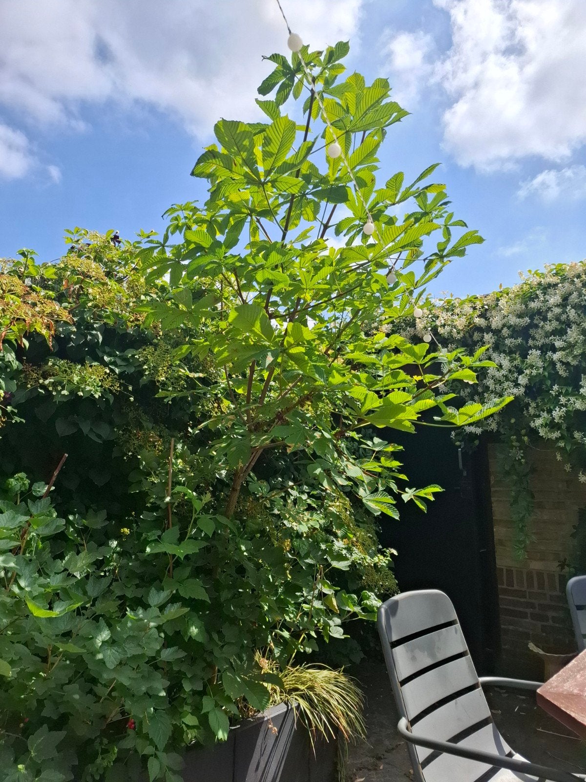 Kastanjeboom (wilde kastanje), Ophalen, Volle zon, Overige soorten, Minder dan 100 cm
