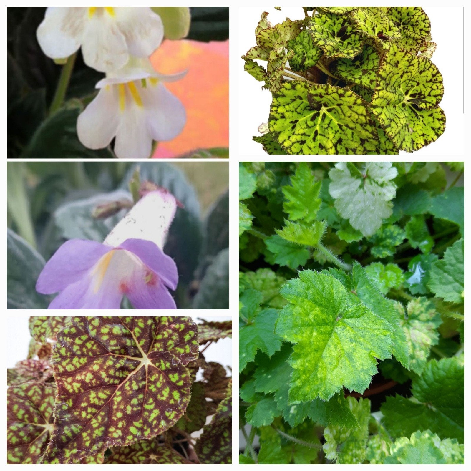 Bladstekken van Streptocarpus en Bladbegonia, 2 vr 1 euro, Huis en Inrichting, Kamerplanten, Ophalen of Verzenden