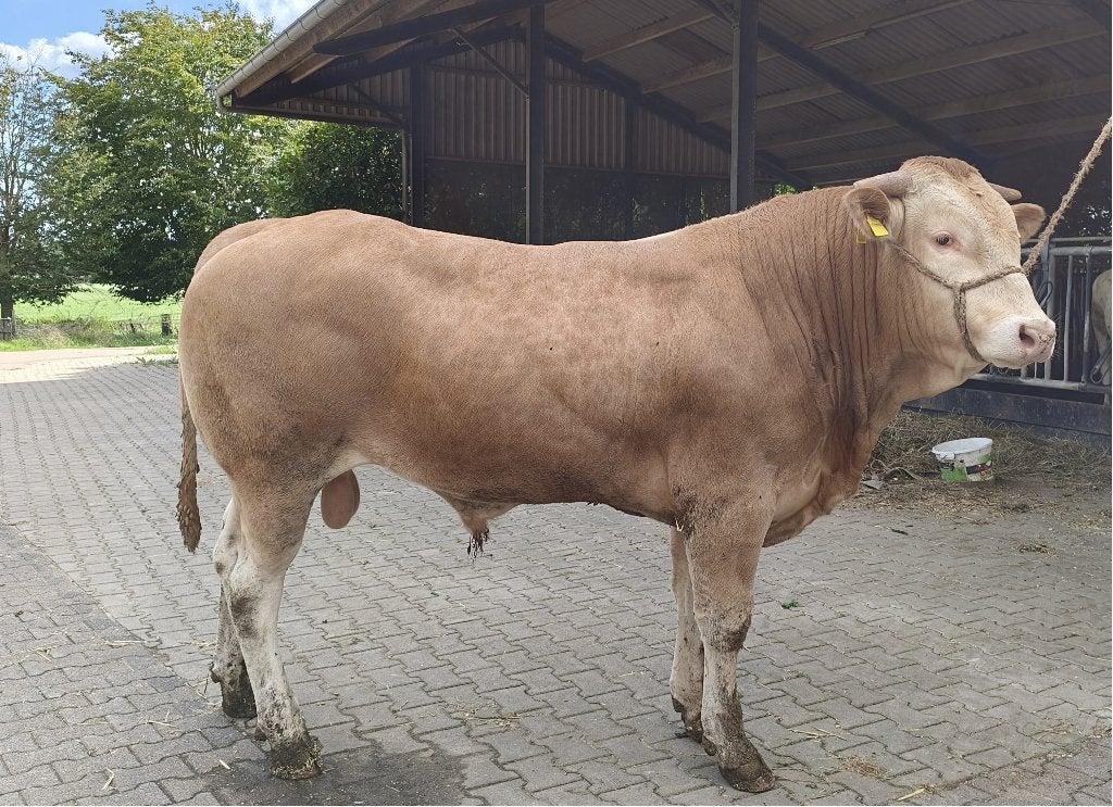 Blonde d'Aquitaine stamboekstier, Dieren en Toebehoren, Runderen, Mannelijk, 0 tot 2 jaar