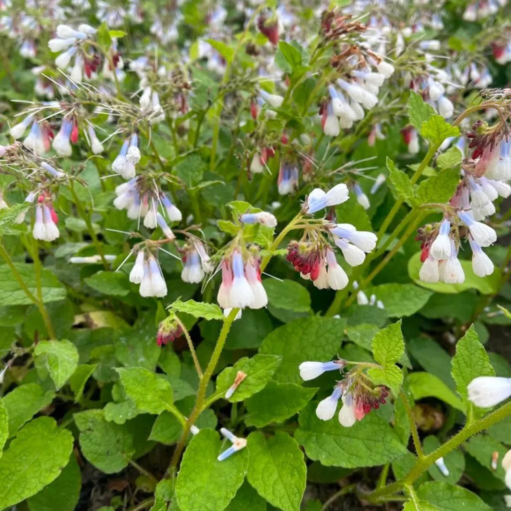 24x Symphytum grandiflorum, smeerwortel, p9 pot, Ophalen, Lente, Vaste plant, Bodembedekkers