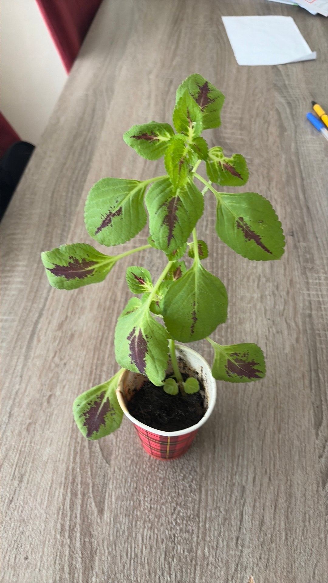 Gratis Kamerplant Coleus, Ophalen, Halfschaduw, Minder dan 100 cm