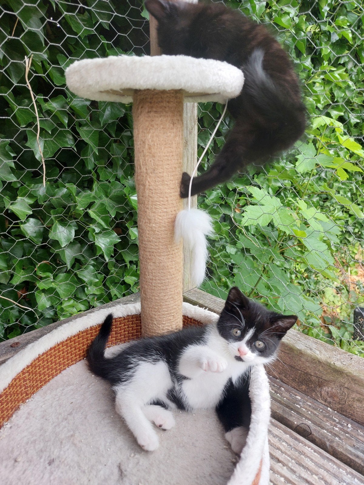 4 lieve kittens opzoek naar een goed huisje, Meerdere dieren, Kortharig, 0 tot 2 jaar