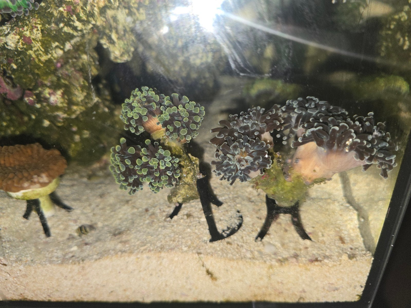 Euphyllia gold, Euphyllia Teal of Euphyllia green/purple, Vis, Zoutwatervis