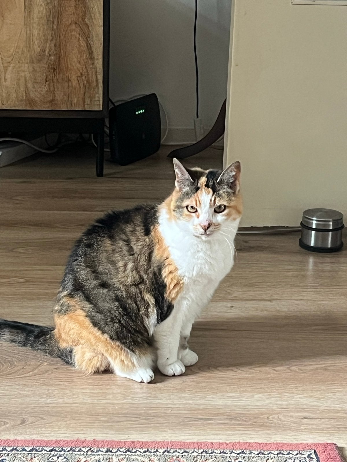 Lief baasje gezocht voor poes, Dieren en Toebehoren, Poes, Kortharig, 6 jaar of ouder