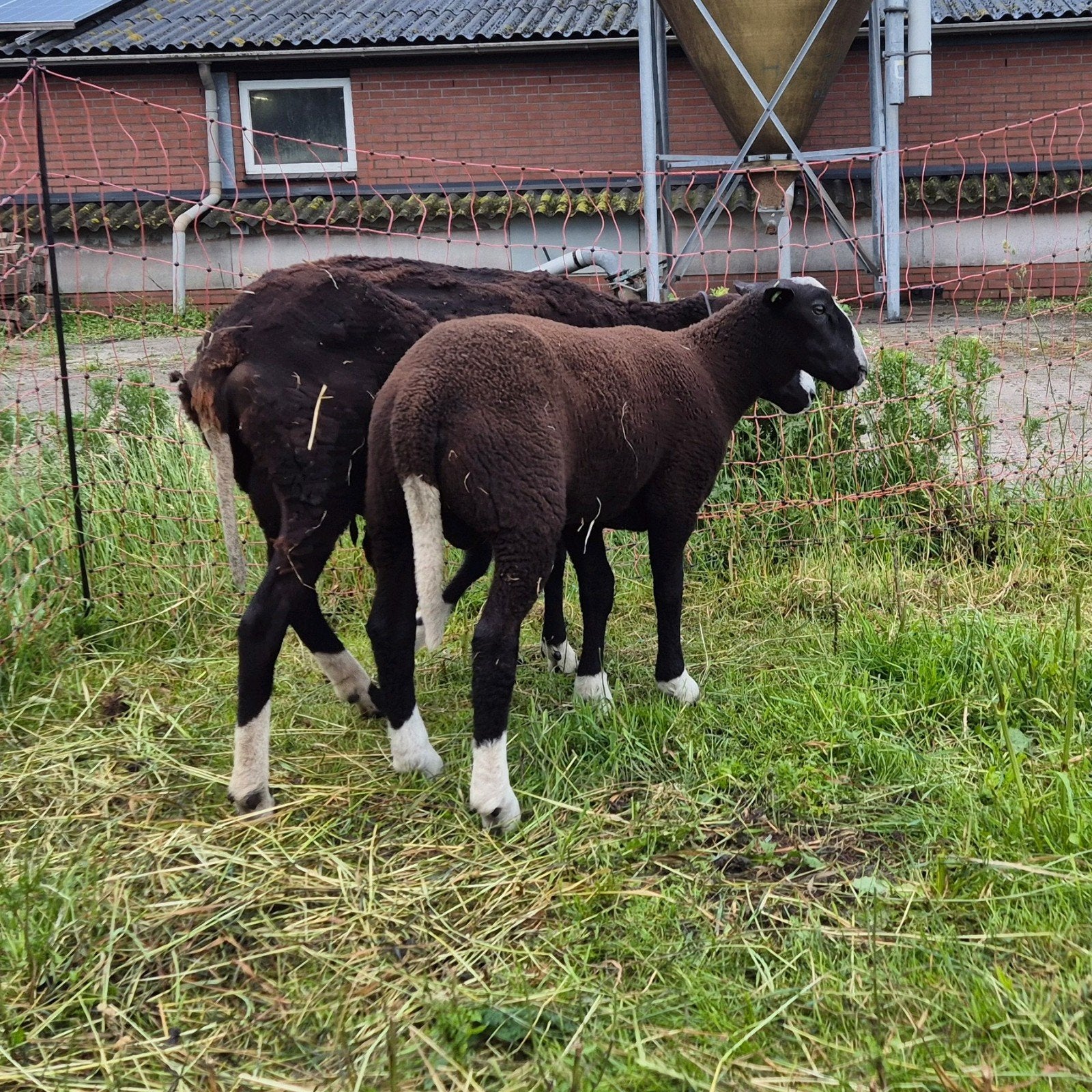 Mooi zwartbles ramlam, Dieren en Toebehoren, Mannelijk, Schaap, 0 tot 2 jaar