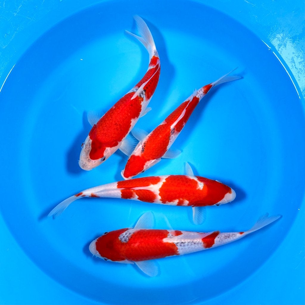 HQ Goshiki | Conias Tateshita Tosai | 25-30 cm, Karper of Koi