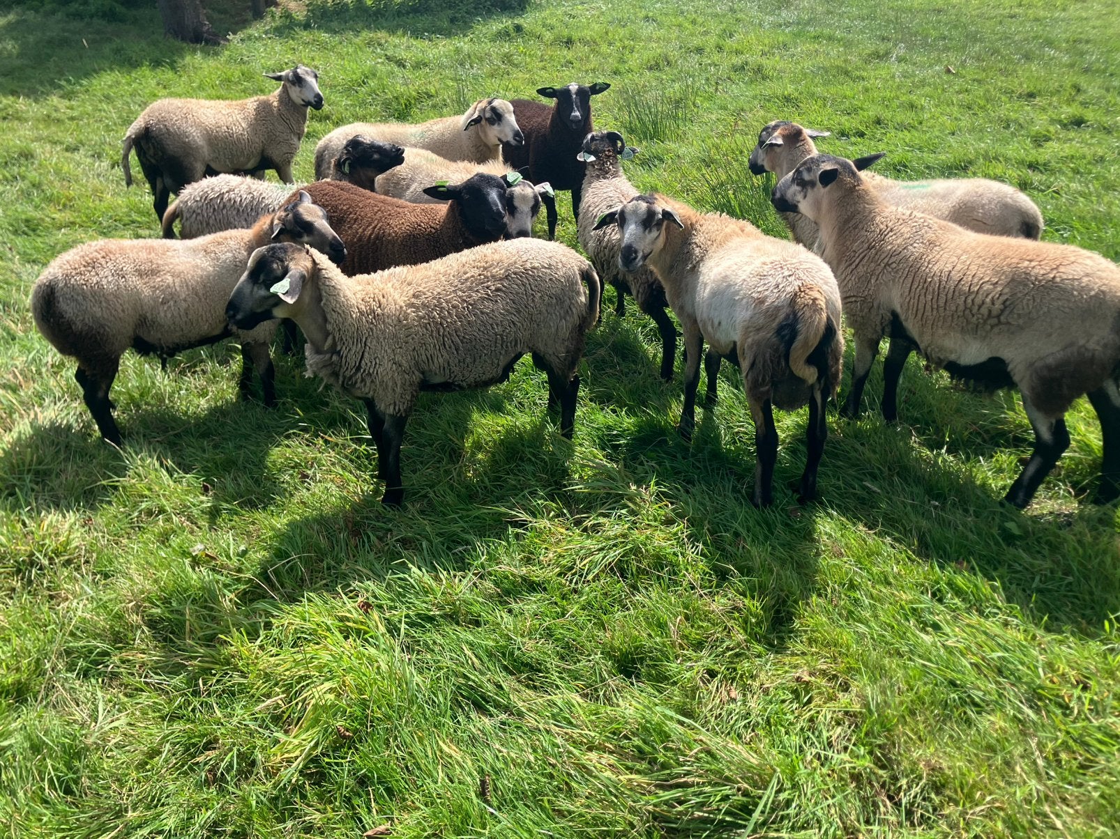 Maasduinen ramlammeren, Mannelijk, Schaap
