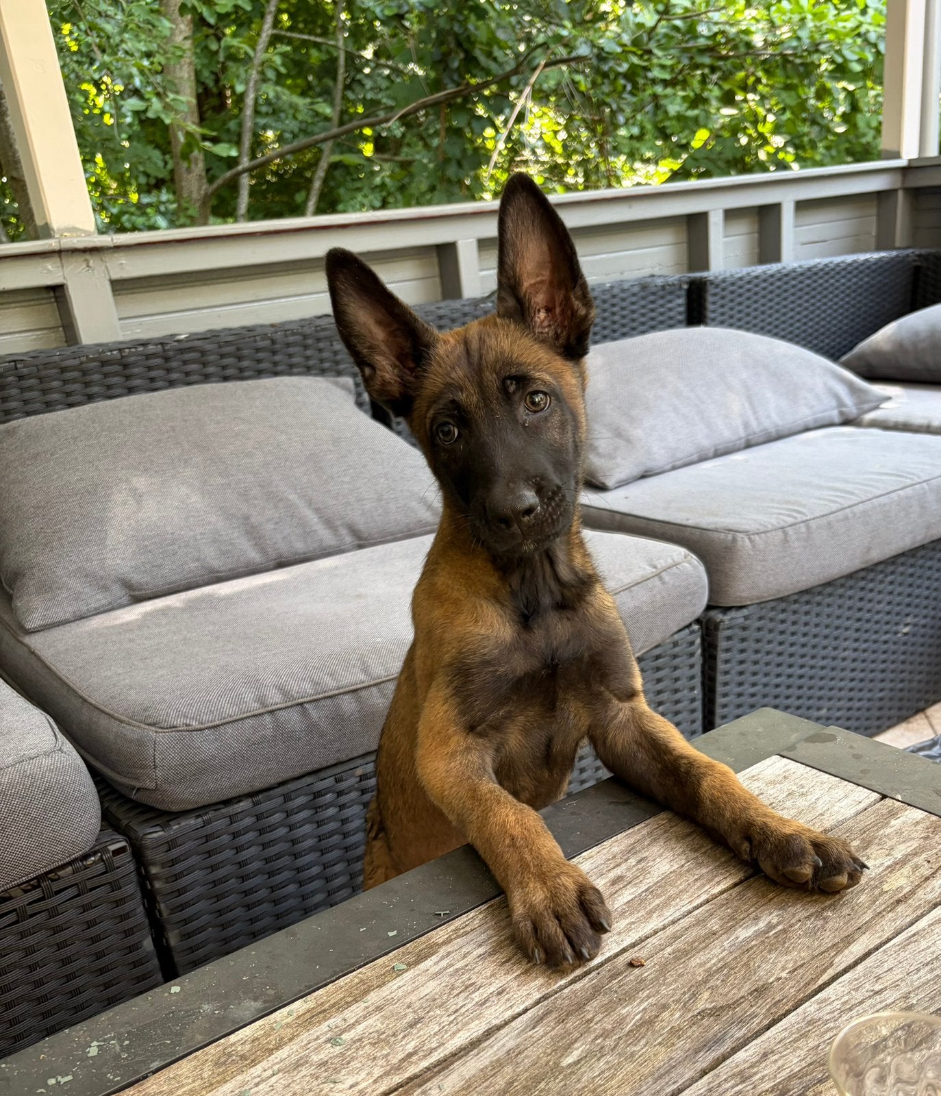 Belgische herderspup, Dieren en Toebehoren, Honden | Herdershonden en Veedrijvers, Reu, 8 tot 15 weken, Eén hond, Herder