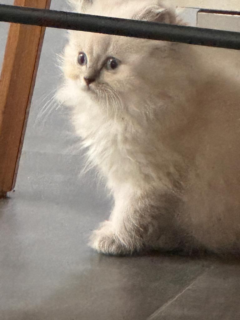 Brits langhaar kittens - nog 3 beschikbaar, Dieren en Toebehoren, Kater, Ingeënt