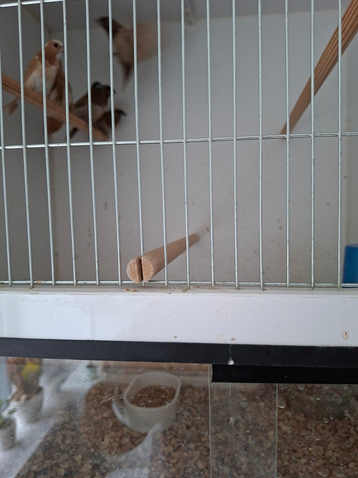 Japanse meeuwtjes, Dieren en Toebehoren, Ophalen, Nieuw, Kooi-accessoires