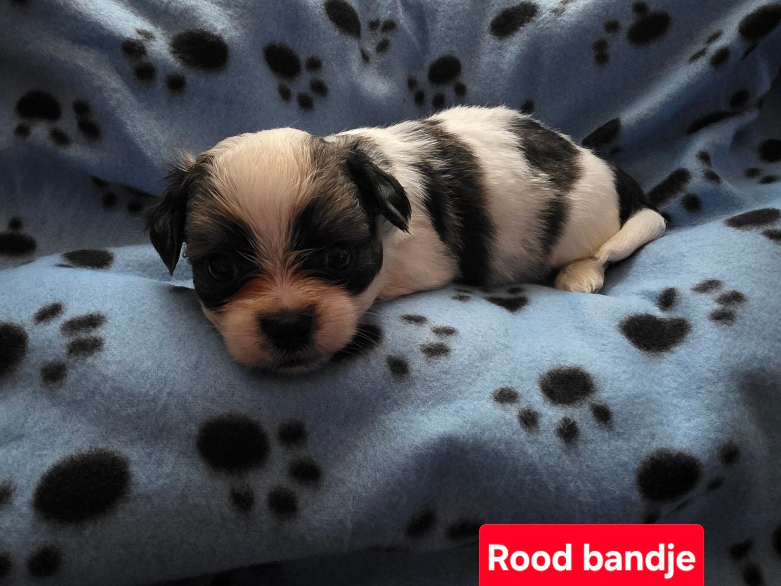 * Prachtige ShiChi Pups * ( Shih -Tzu / Chichuachua ), Overige rassen, 8 tot 15 weken, Parvo, Meerdere