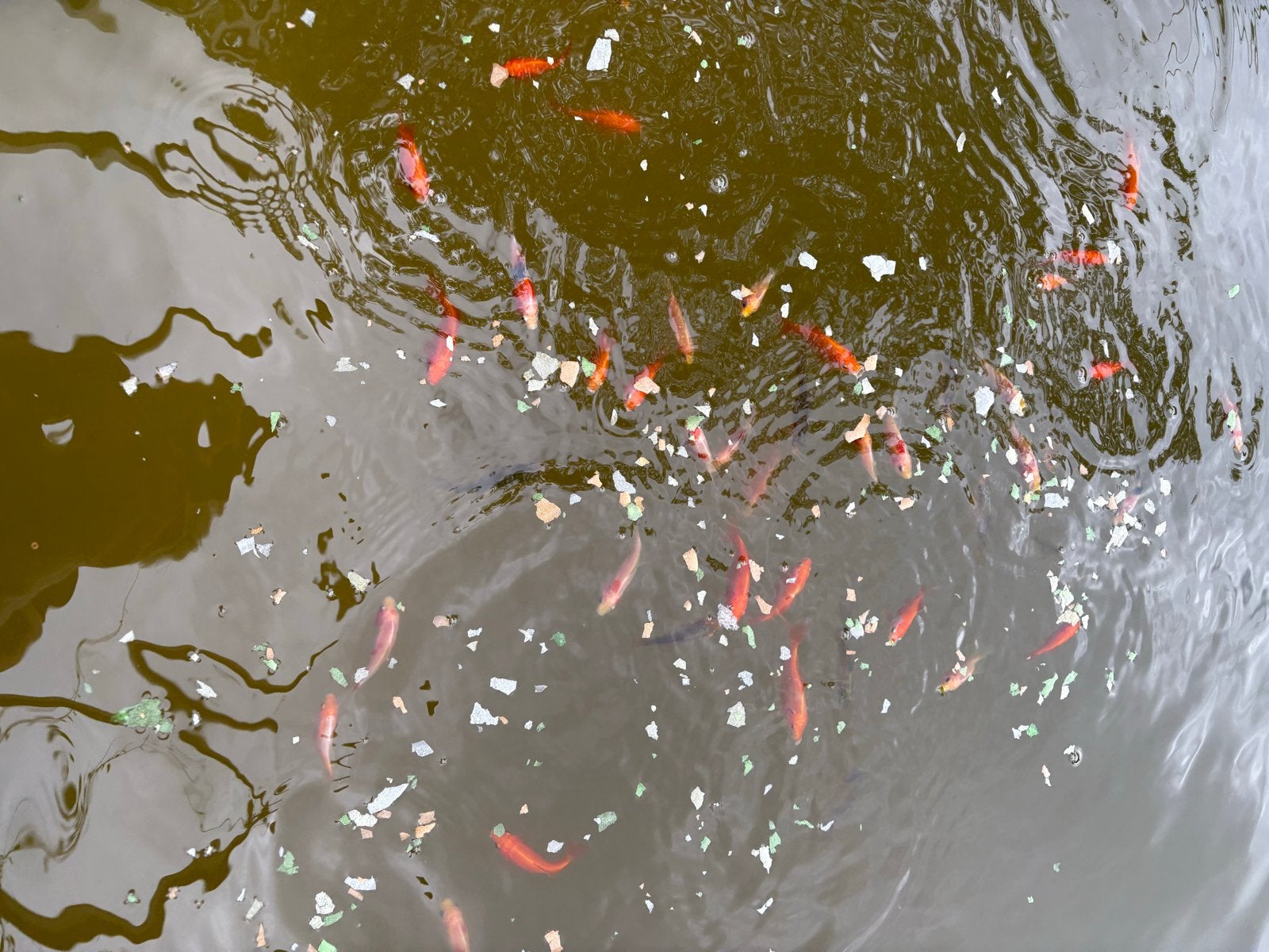 Vijvervissen tegen kleine vergoeding!, Dieren en Toebehoren, Vis, Zoetwatervis