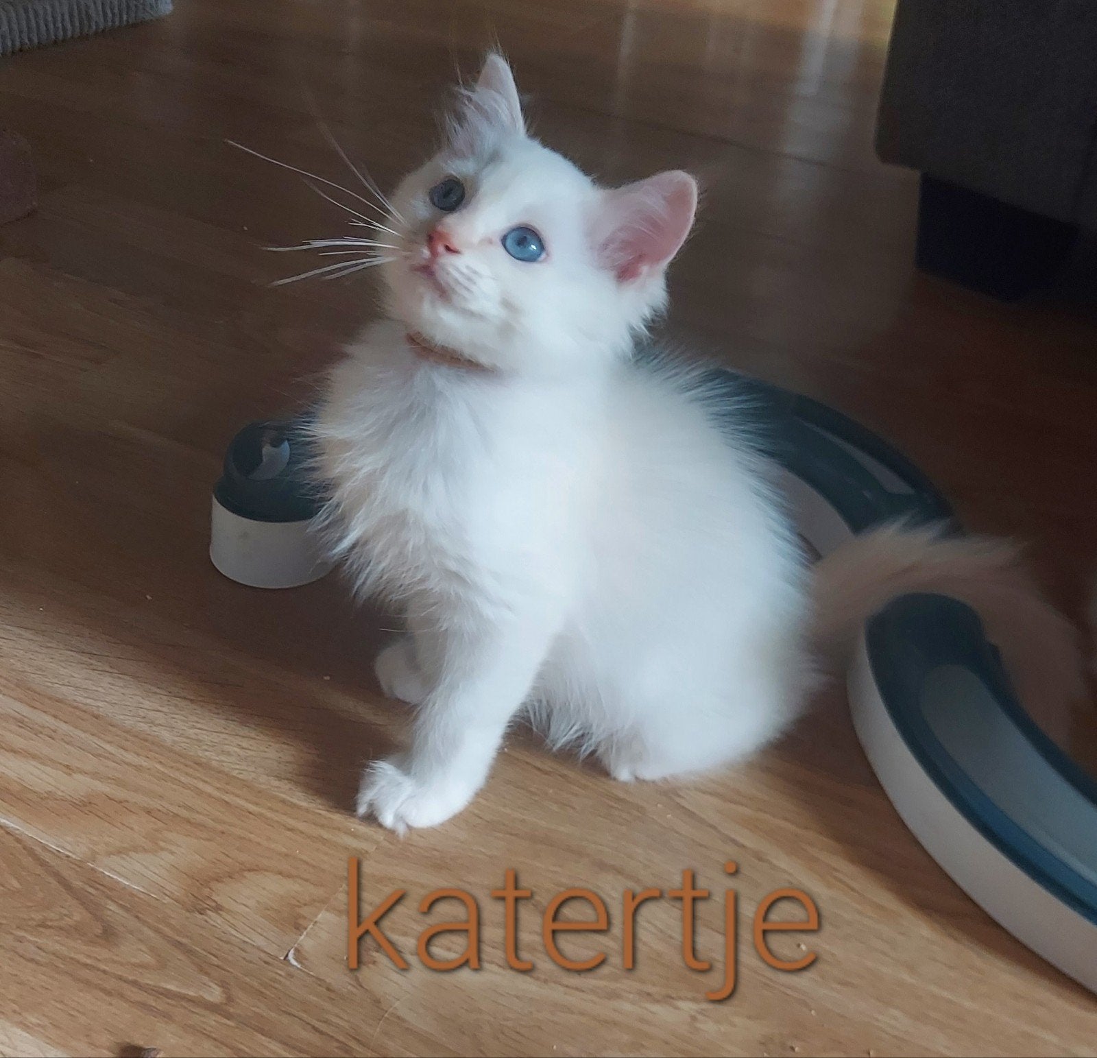 Prachtige Ragdoll kittens er is nog 1 katertje beschikbaar, Meerdere dieren, Ontwormd, 0 tot 2 jaar