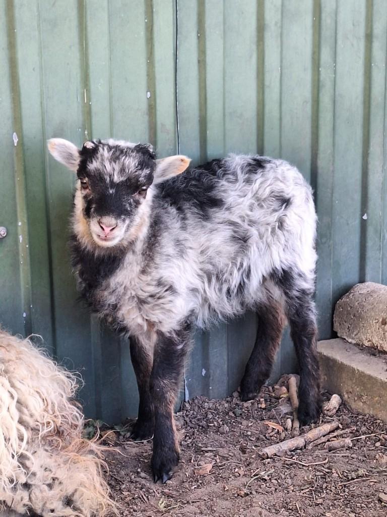 ouessant/quessant, Dieren en Toebehoren, Mannelijk, Schaap, 0 tot 2 jaar