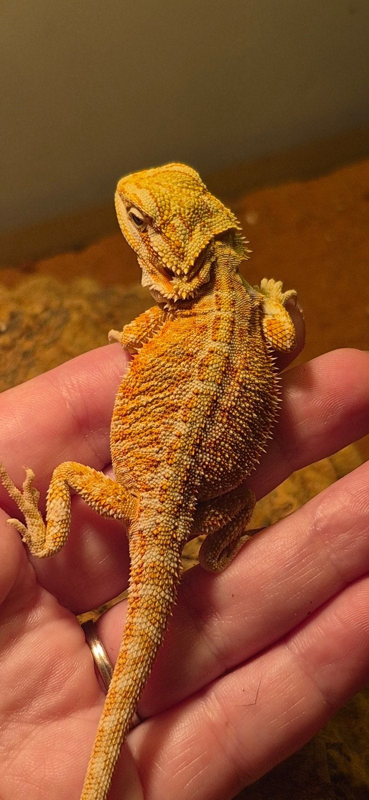 Jonge baardagamen, oranje, Dieren en Toebehoren, Reptielen en Amfibieën, Amfibie, 0 tot 2 jaar