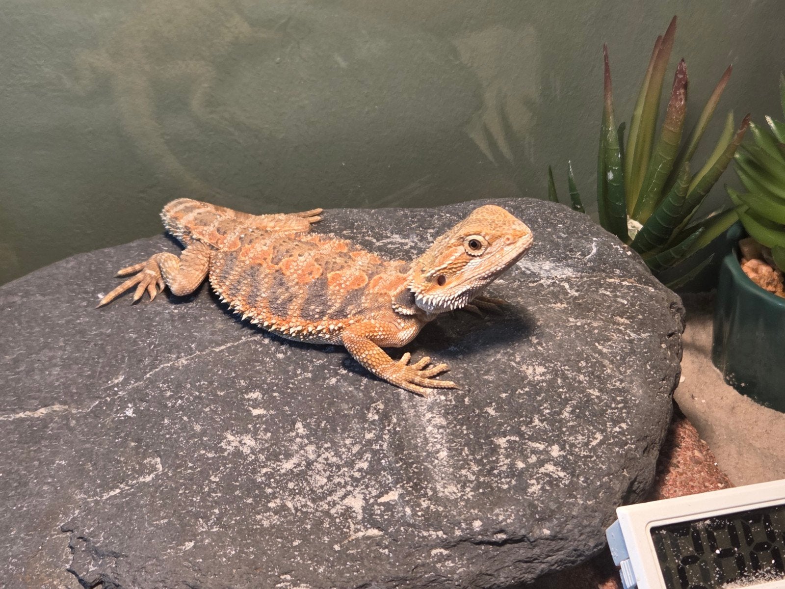 baardagaam vrouwtje  8 weekjes oud Bearded Dragon - female for sale from Sonne-straal