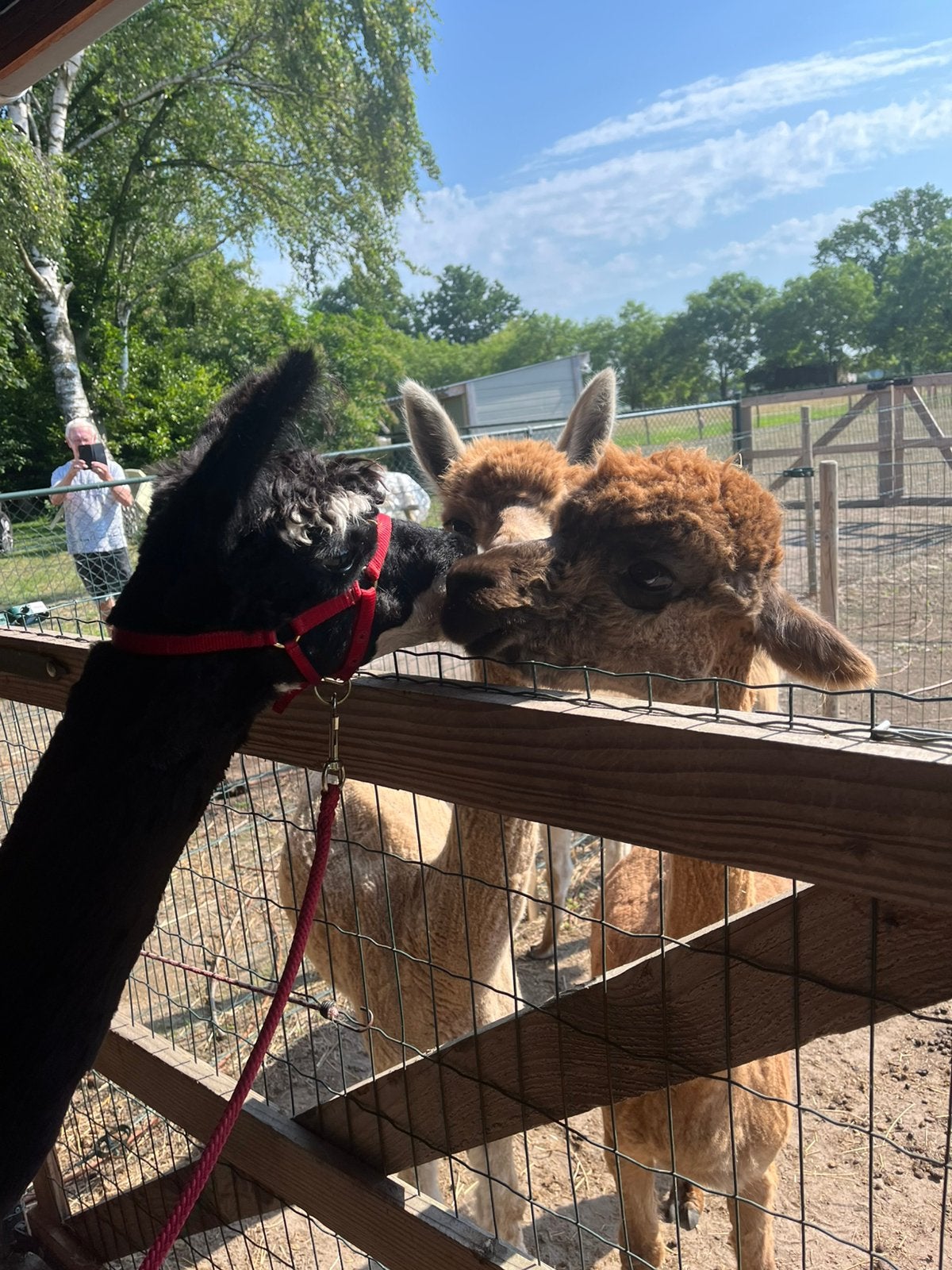 Lieve alpaca hengst ter dekking, Juli, Mannelijk
