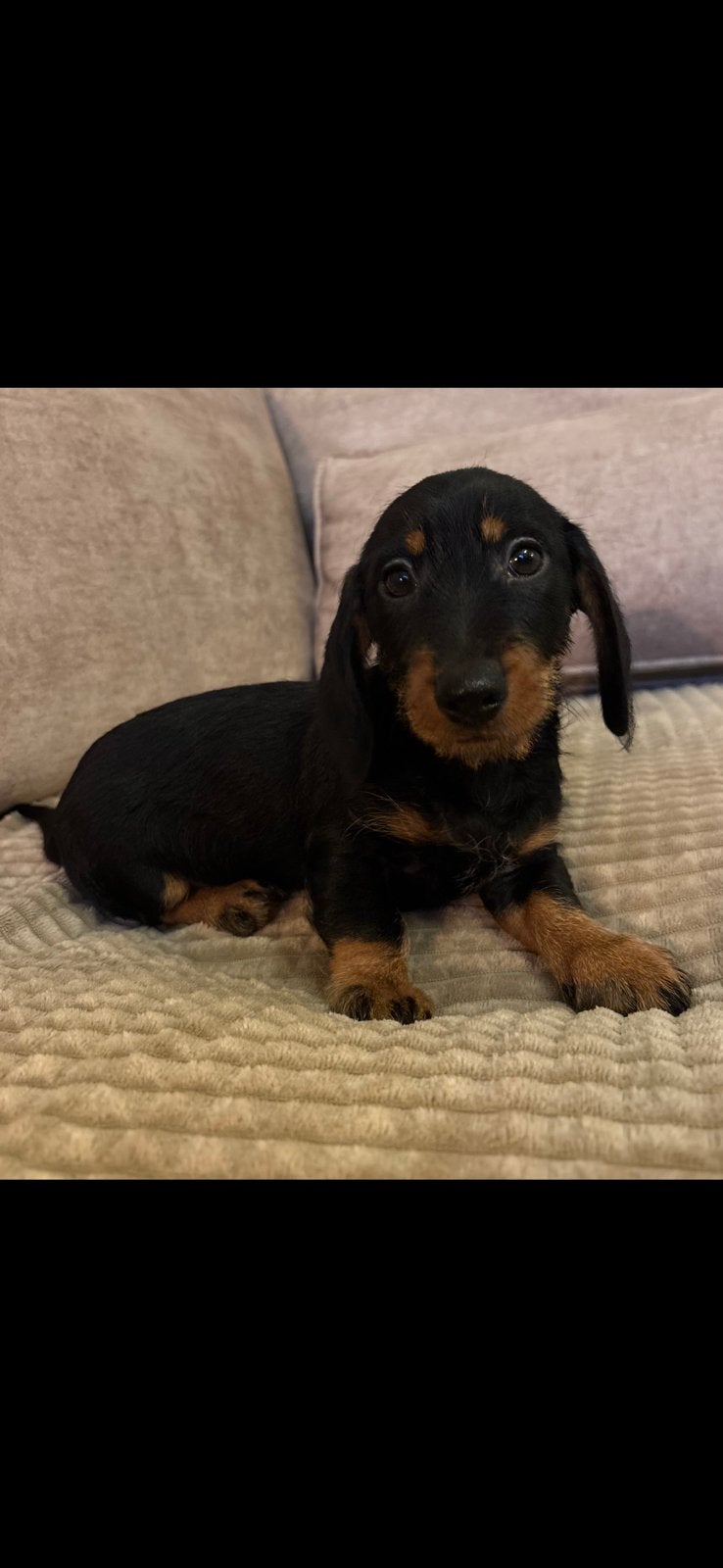 Ruwharige dwerg teckel pups, 8 tot 15 weken, Dwerg, Meerdere, Meerdere dieren