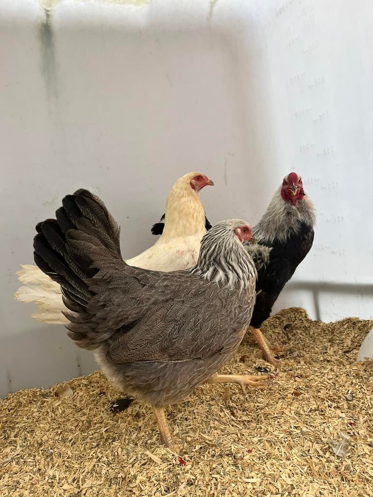 Prachtig mooi trio twentse hoenders, Dieren en Toebehoren