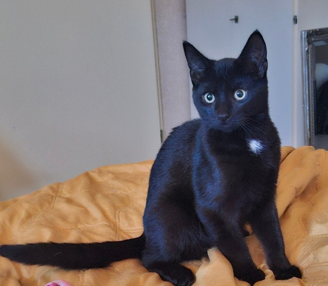 Mooie lieve kittens, Poes, Kortharig, 0 tot 2 jaar