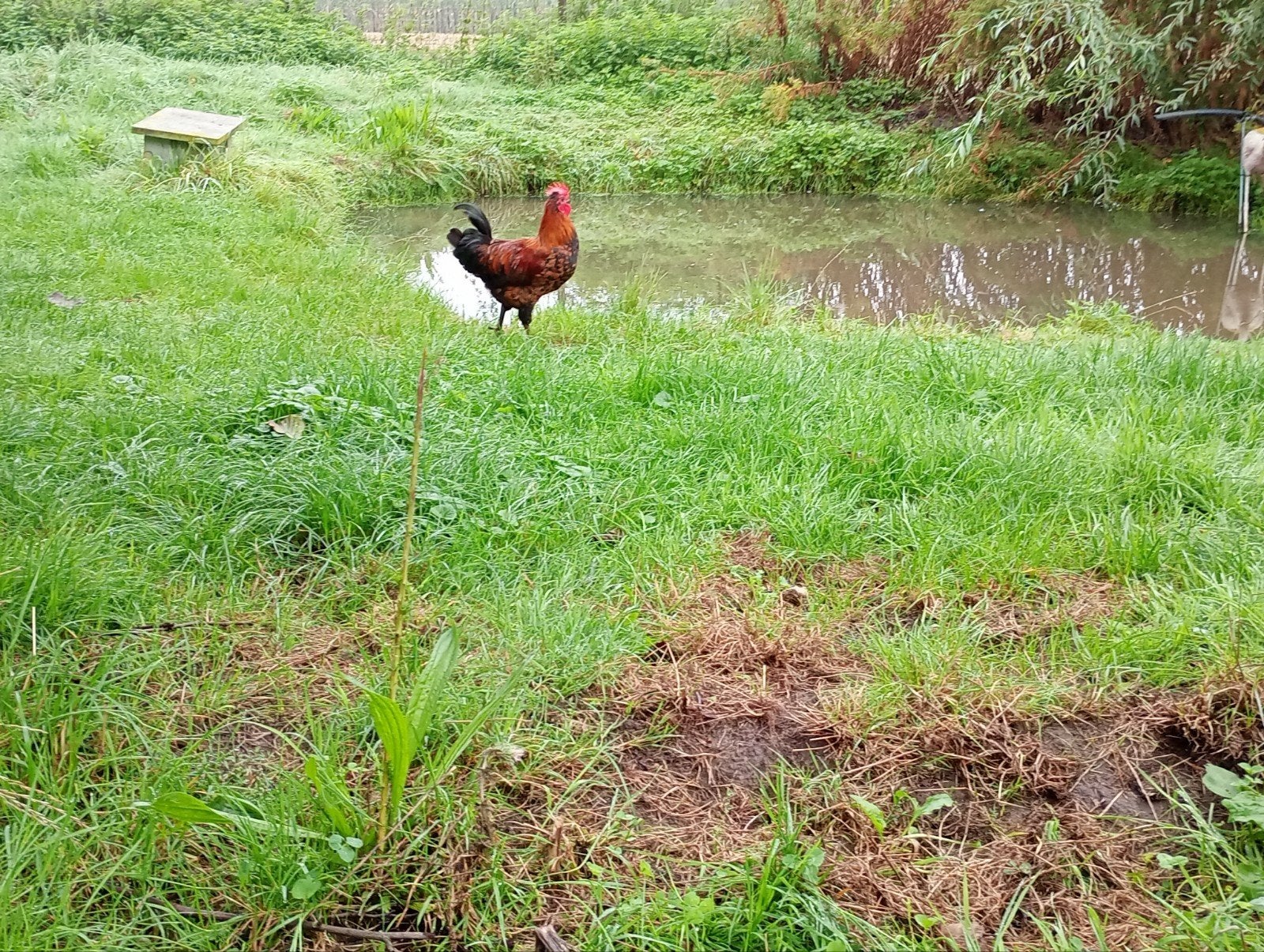 haantje, Dieren en Toebehoren, Mannelijk, Kip