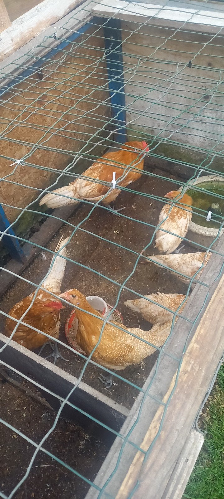 Friesehoen9, Dieren en Toebehoren, Ophalen of Verzenden, Nieuw, Overige typen