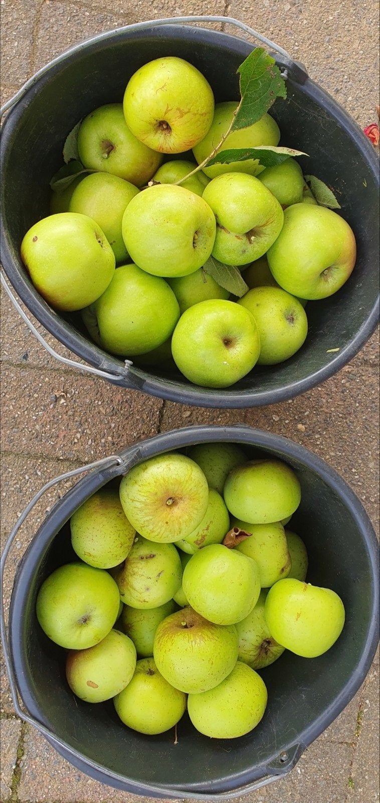 Notaris en Groninger Kroon onbespoten, Diversen, Ophalen of Verzenden