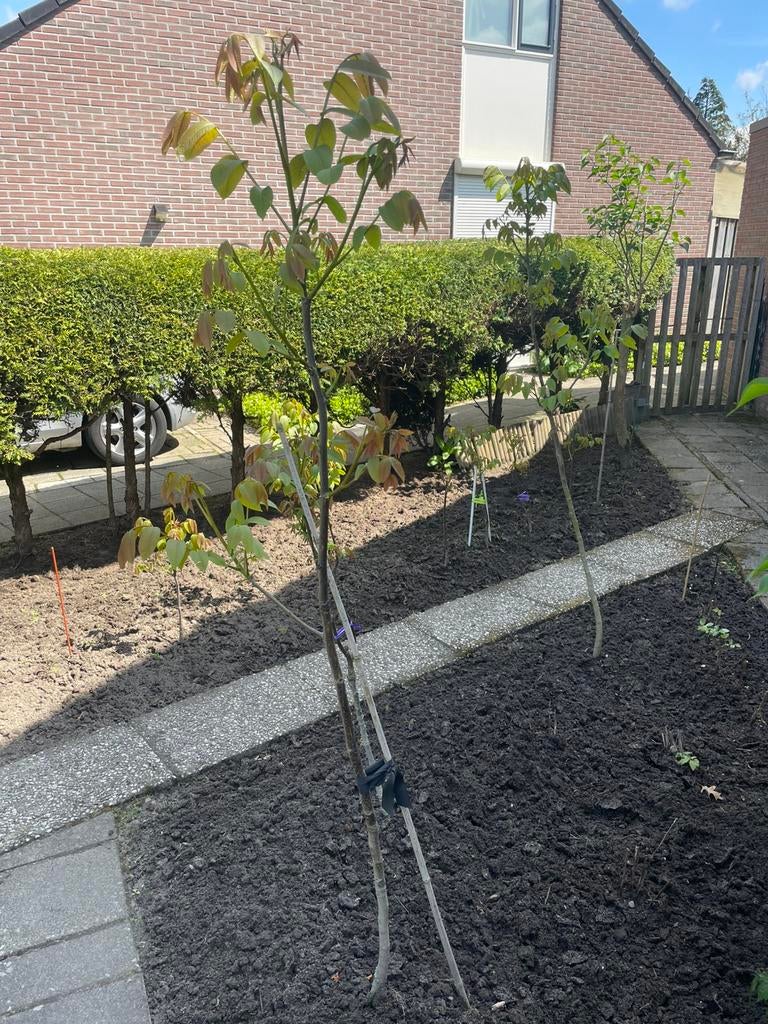 Walnotenboompjes, Ophalen of Verzenden, Lente