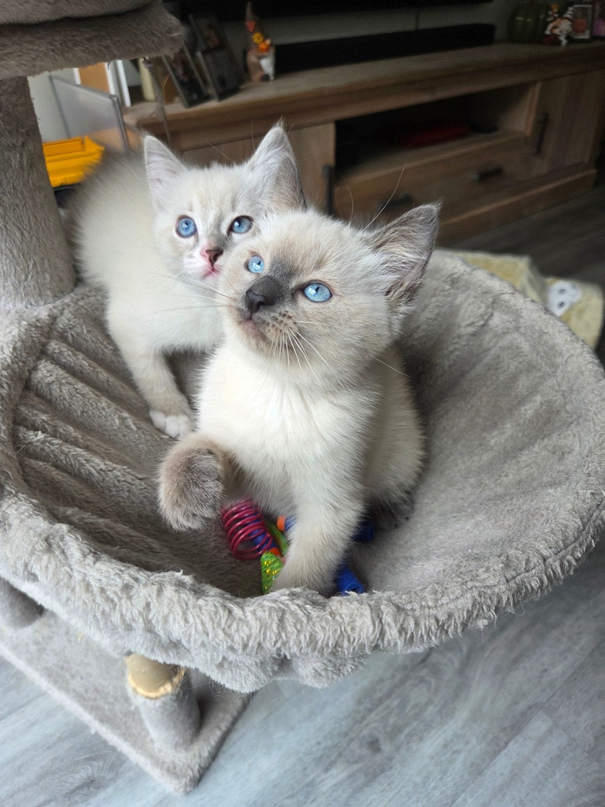 kittens x ragdoll, Dieren en Toebehoren, Meerdere dieren, Kortharig, 0 tot 2 jaar