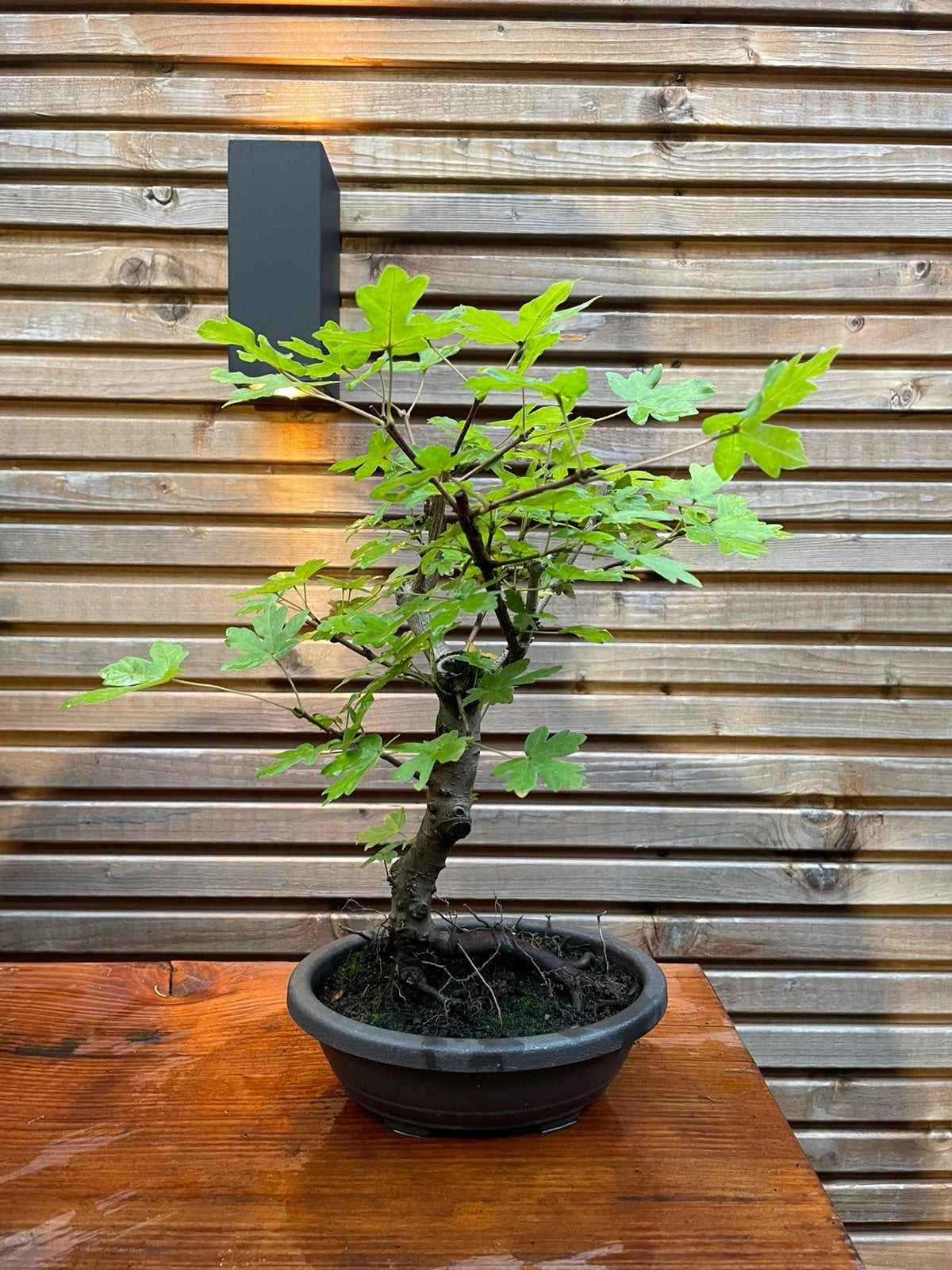 Bonsai veldesdoorn, Ophalen, Bloeit niet, Halfschaduw, Overige soorten