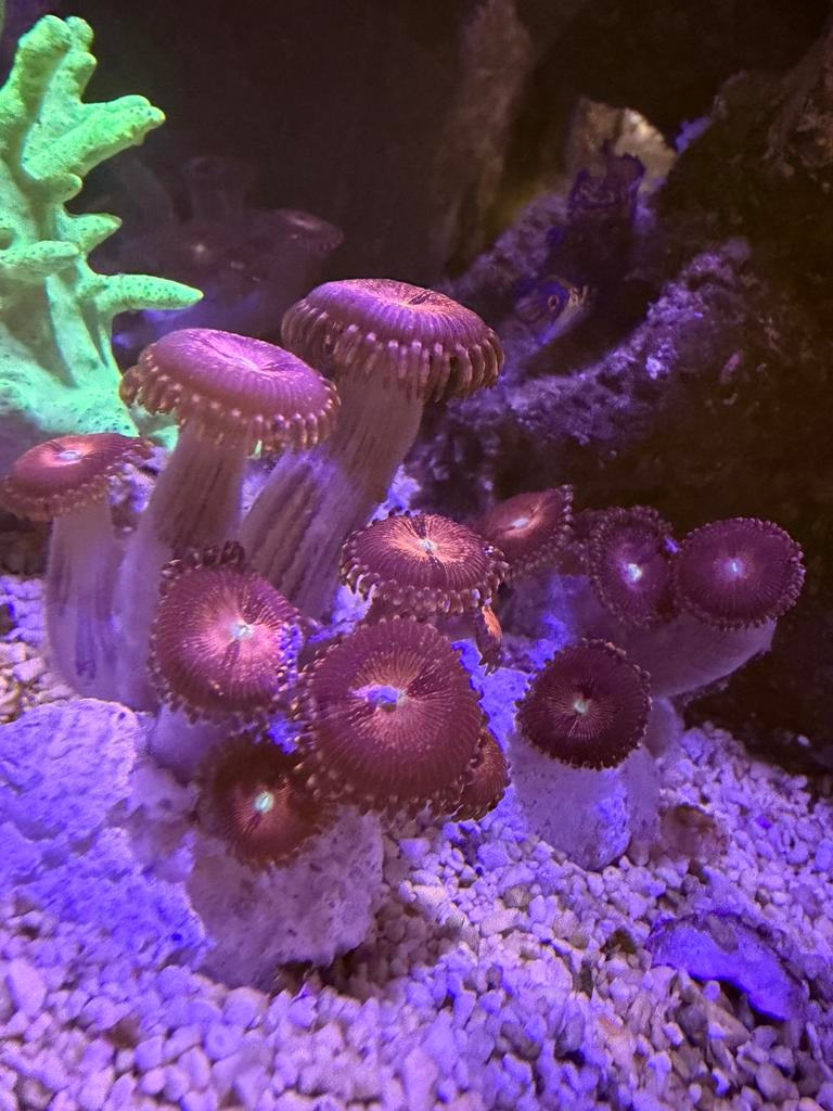 Zoanthus alien explosion koraal, Dieren en Toebehoren, Overige typen