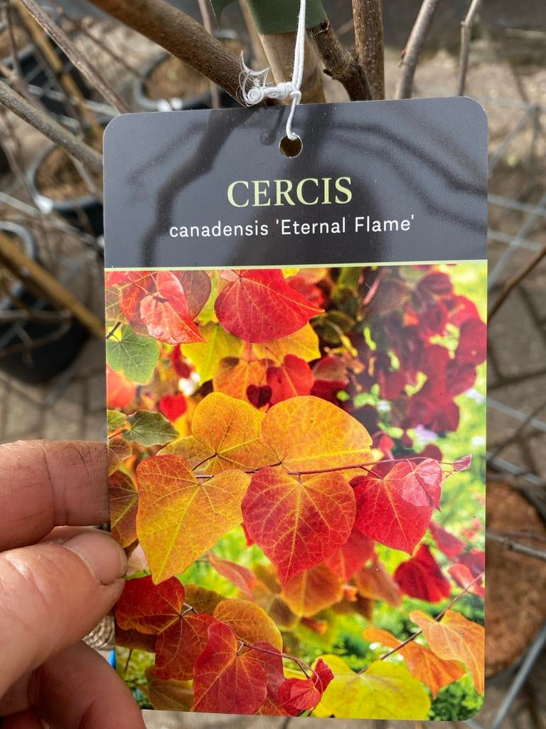 Cercis canadensis 'Eternal Flame' - Judasboom, Tuin en Terras, Overige soorten, Lente, 100 tot 250 cm, Ophalen