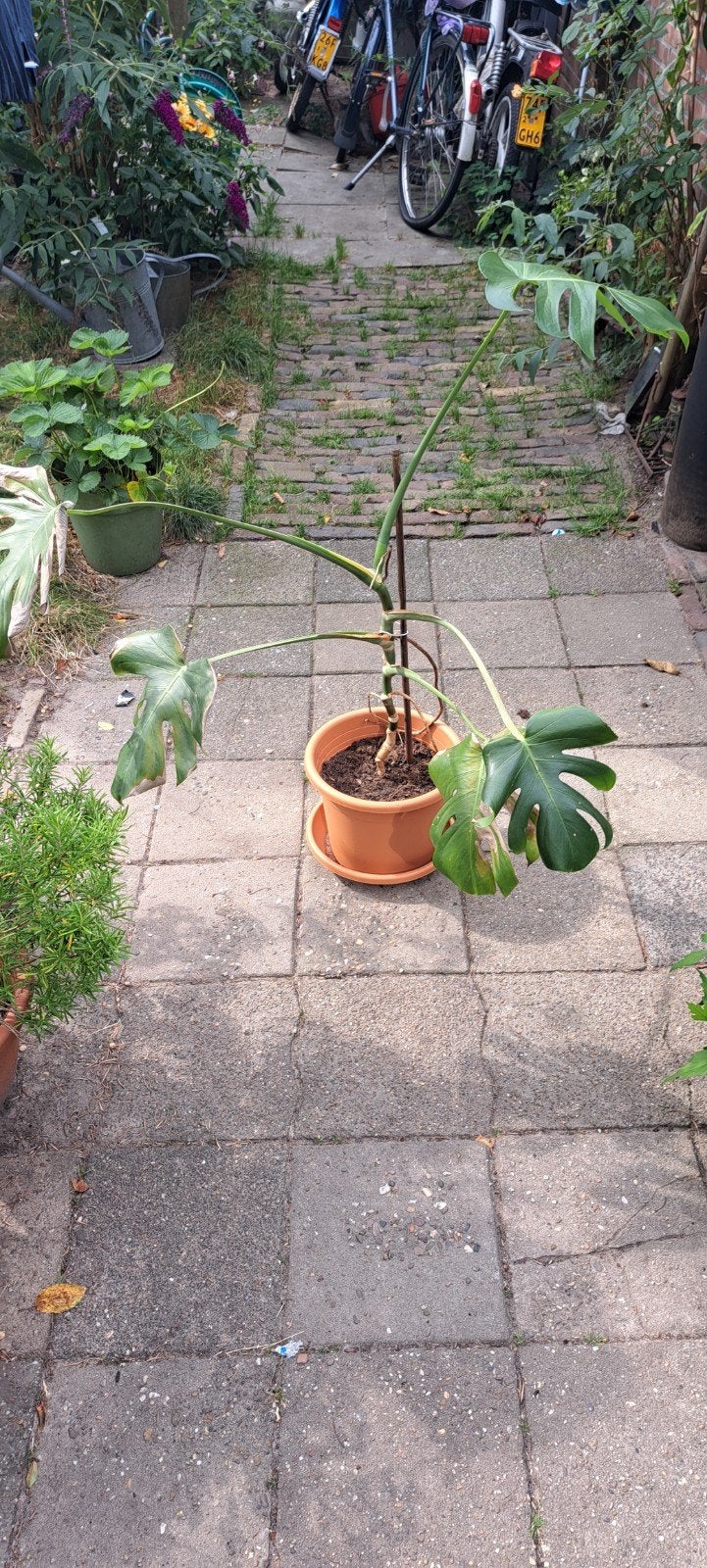 gratis gatenplant zonder pot., Ophalen, Halfschaduw, Minder dan 100 cm