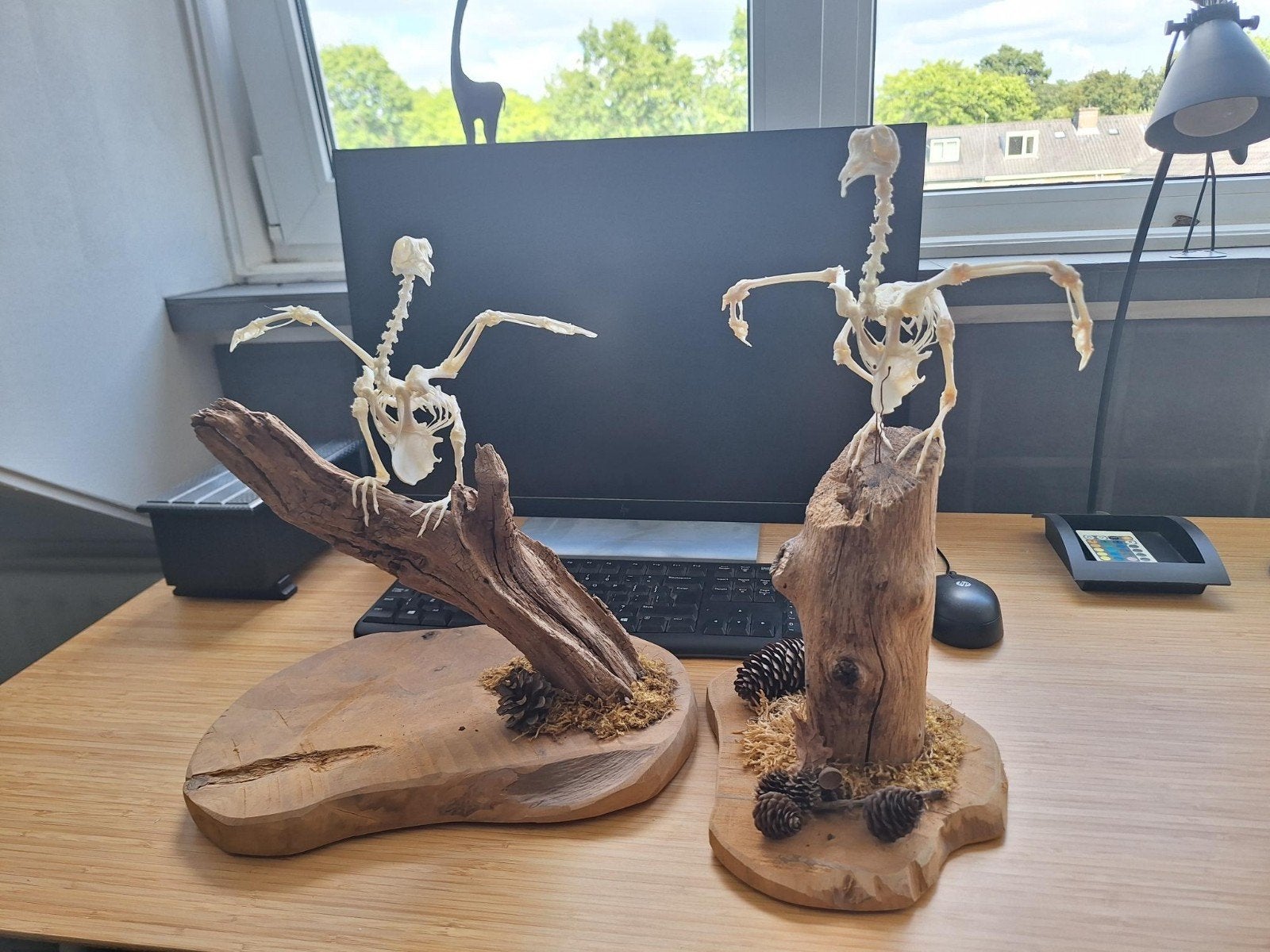 Twee vogel skeletten op houten sokkel, Ophalen, Gebruikt, Vogel, Overige typen