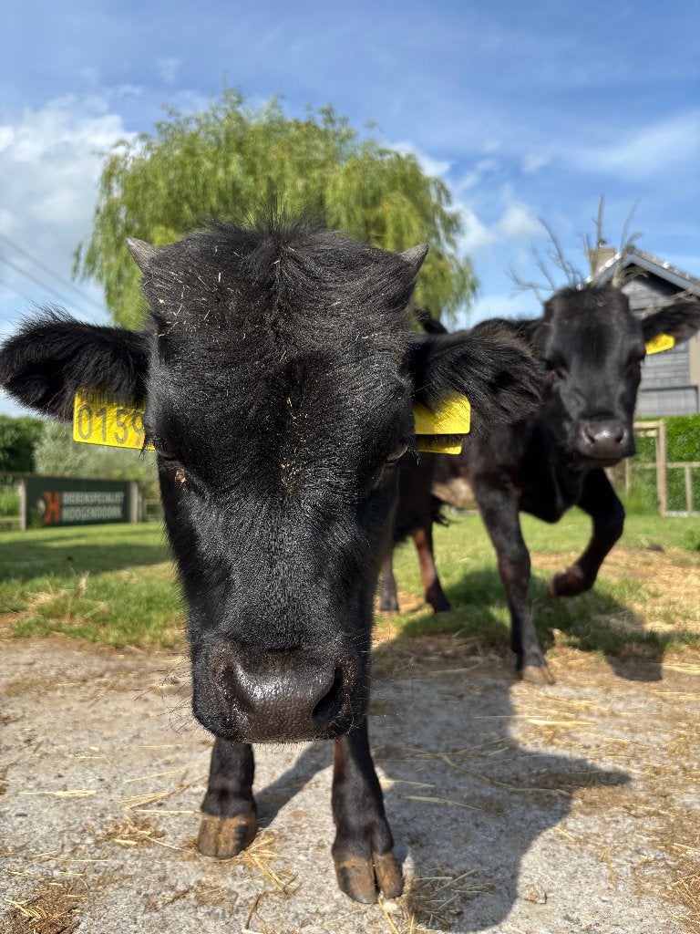 Dahomey's | Jong | Halftam, Dieren en Toebehoren, Schapen, Geiten en Varkens, Meerdere dieren, Varken, 0 tot 2 jaar