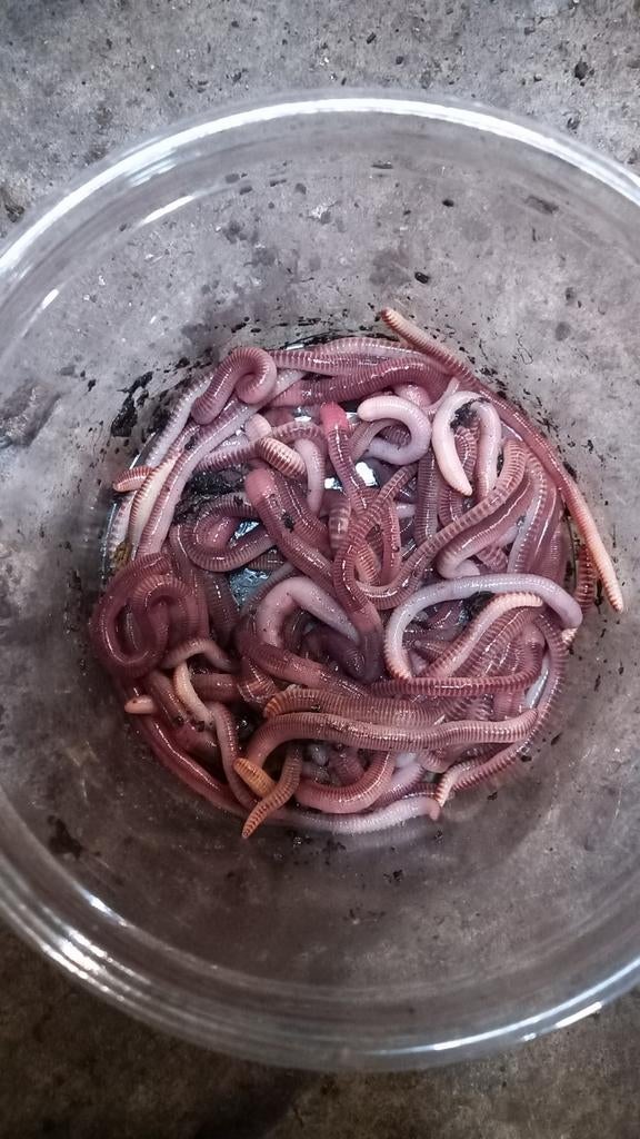 Viswormen, wormen, dendrobena, Dieren en Toebehoren, Januari, Meerdere dieren