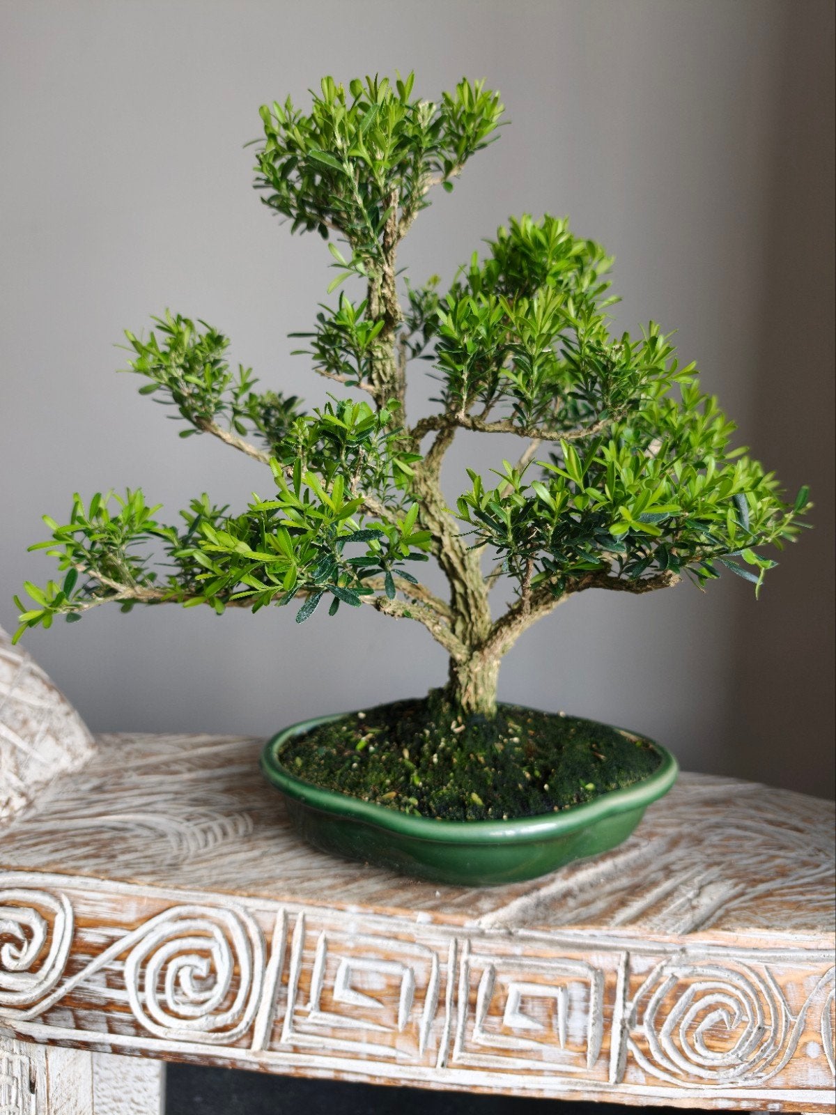 Buxus Harlandii Bonsai, Bloeit niet, Halfschaduw, Minder dan 100 cm, Overige soorten