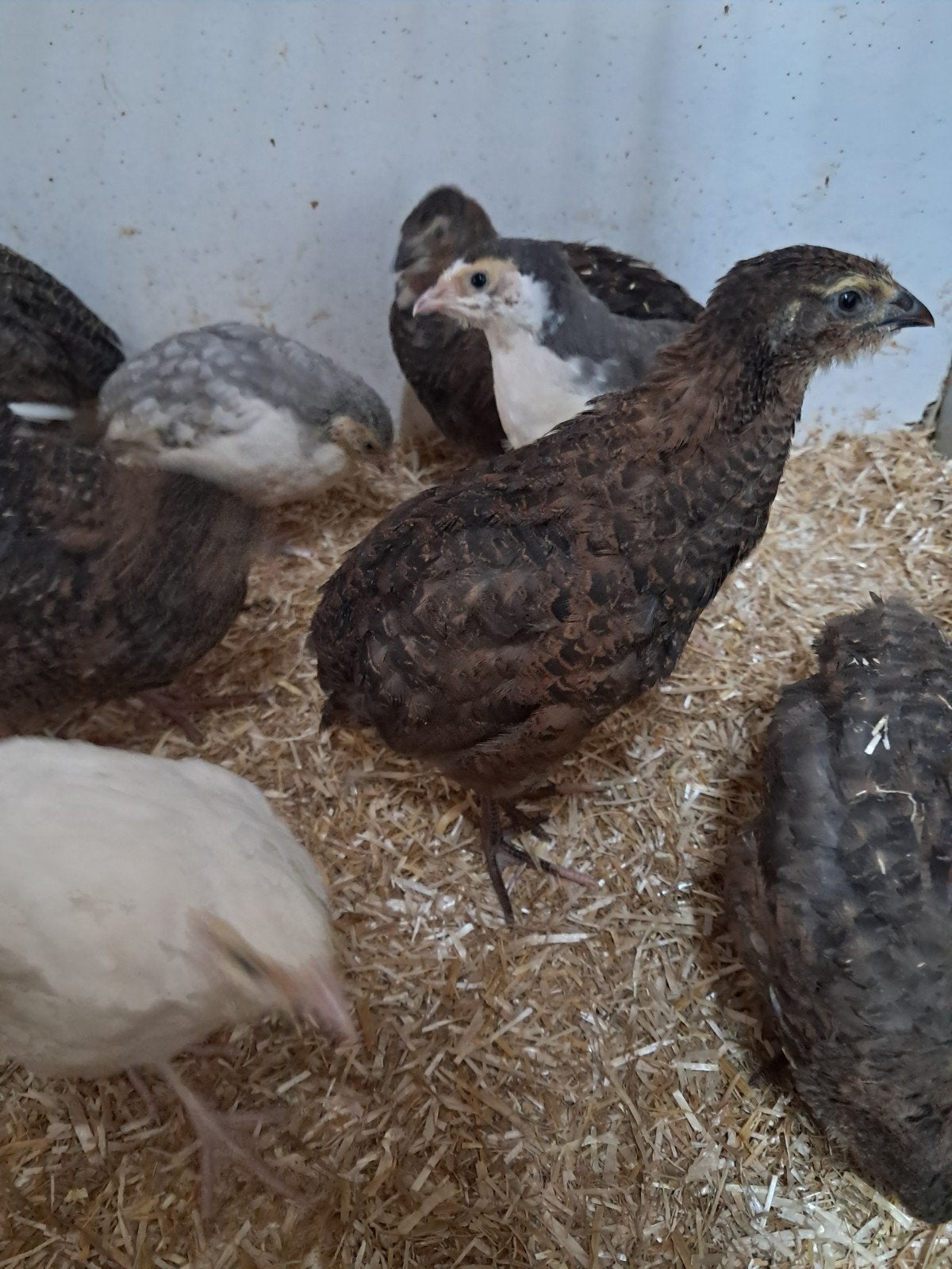 jonge kwartels, Meerdere dieren, Overige soorten