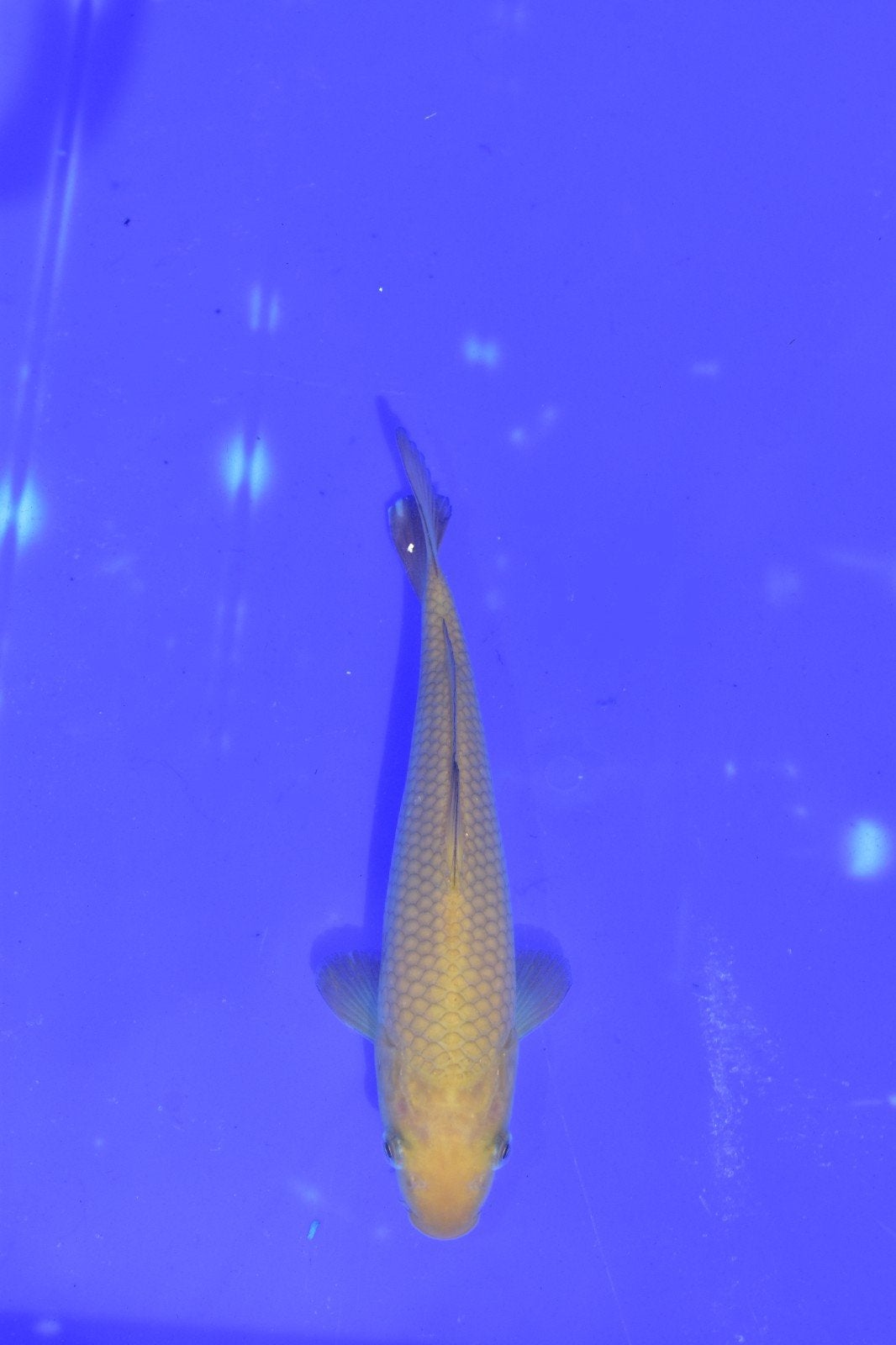 3x chagoi 17cm - 32cm - 38cm, Karper of Koi