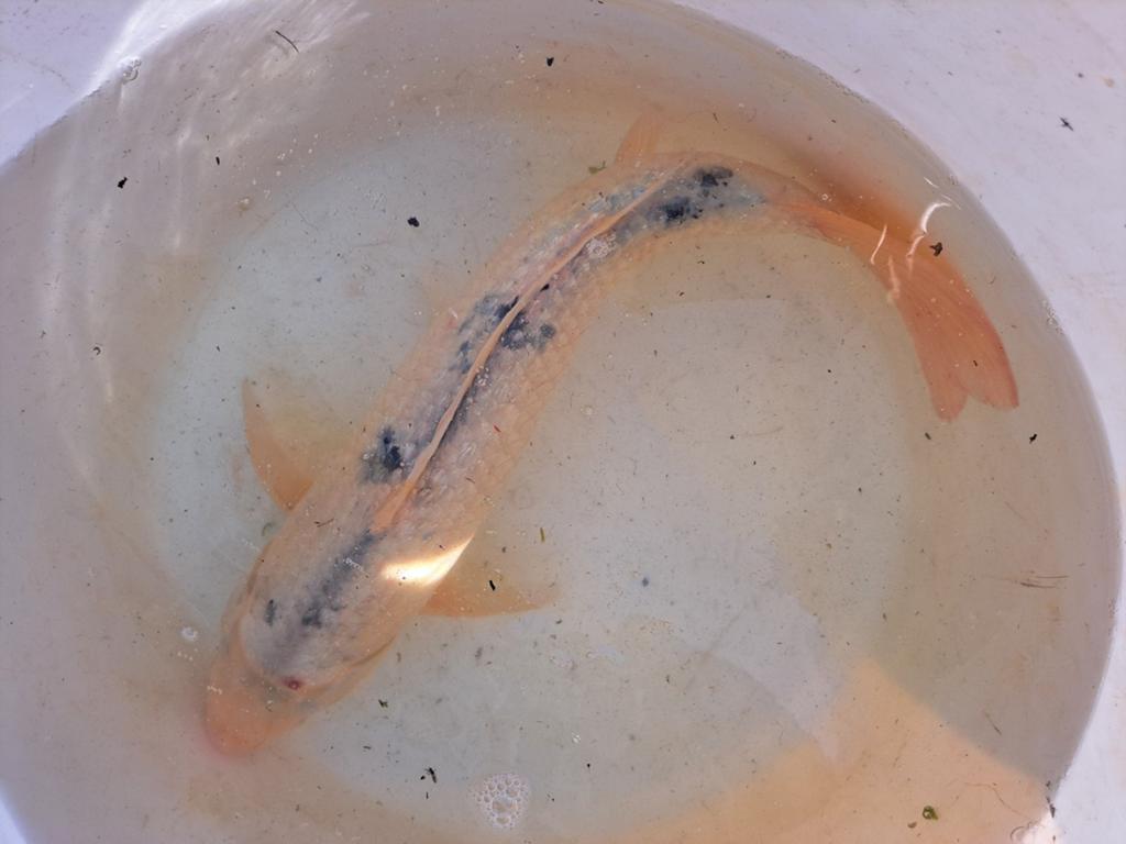Koikarper., Karper of Koi