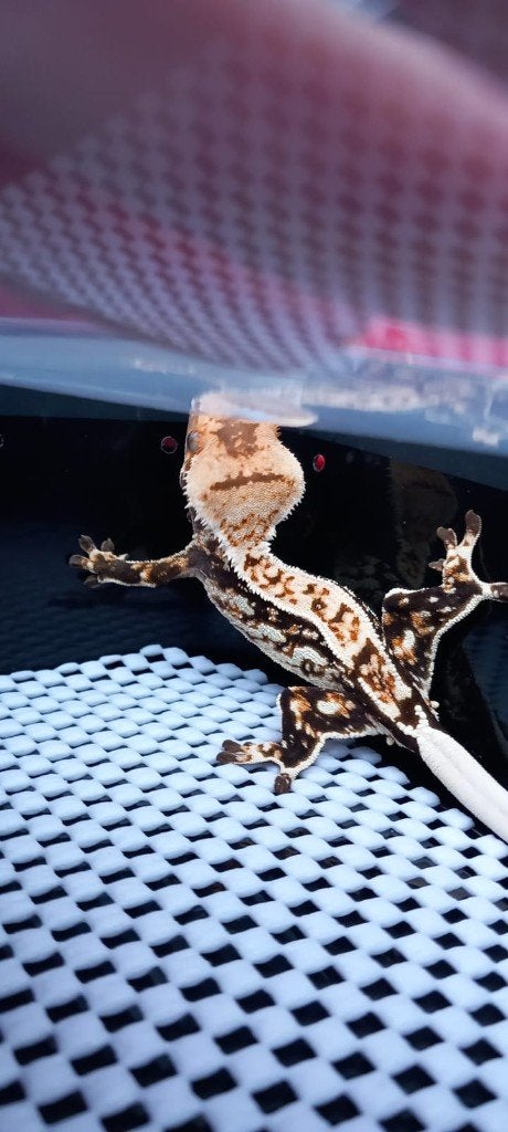 Drippy Tricolor Whitewall Quadstripe wimpergekko man, Dieren en Toebehoren, Hagedis, Tam, 0 tot 2 jaar