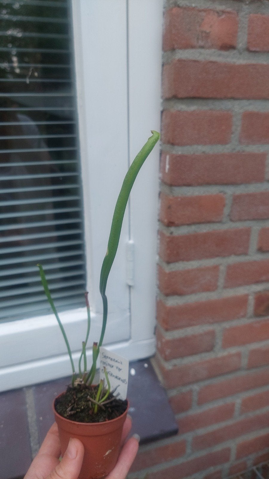Sarracenia minor var. okefenokeensis - vleesetende plant, Ophalen, Volle zon, Overige soorten, Minder dan 100 cm