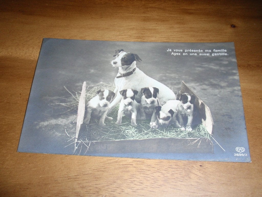 Hond met puppy's in een mand, Verzamelen, Verzenden, Voor 1920, Gelopen, Hond of Kat