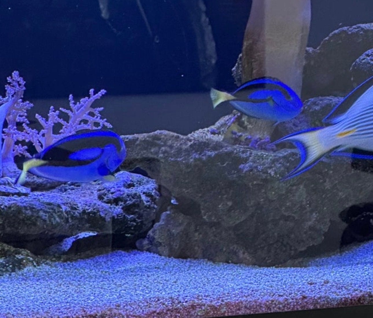 Paracanthurus hepatus, Dieren en Toebehoren, Vissen | Aquariumvissen, Vis