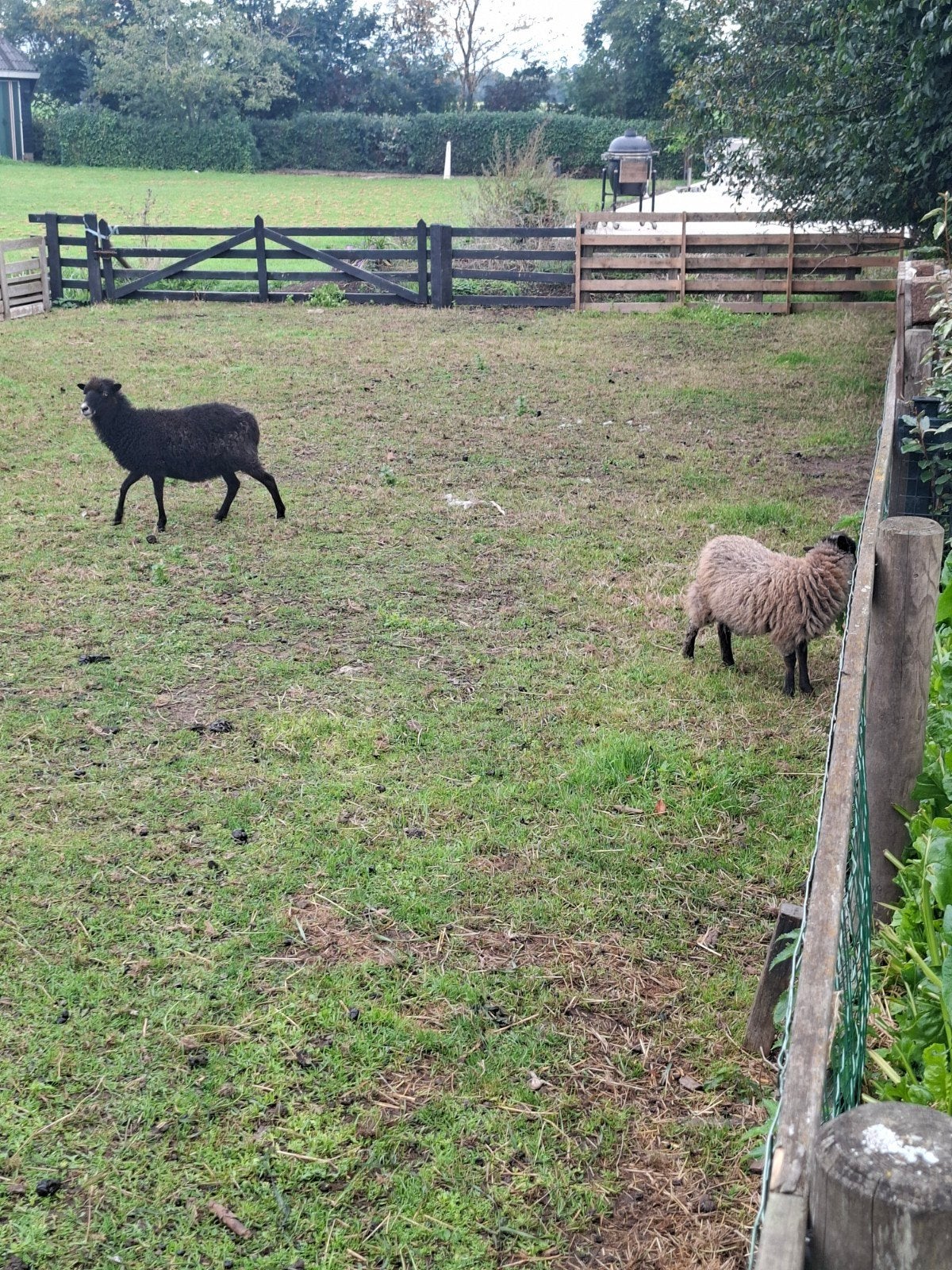 2 ouessant ooien, Dieren en Toebehoren, Vrouwelijk, Schaap
